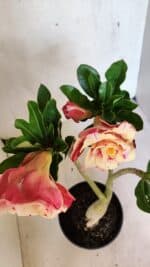 Planta Dobrada 3697 – 35cm – 03 anos - Imagem 5