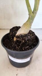 Planta Dobrada 3697 – 35cm – 03 anos - Imagem 8