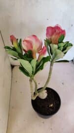 Planta Dobrada 3697 – 35cm – 03 anos - Imagem 6