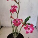 Planta Dobrada 3698 – 35cm – 03 anos