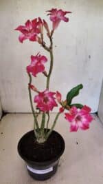 Planta Dobrada 3698 – 35cm – 03 anos