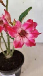 Planta Dobrada 3698 – 35cm – 03 anos - Imagem 8