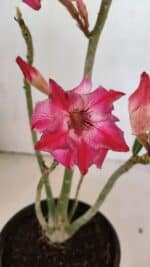 Planta Dobrada 3698 – 35cm – 03 anos - Imagem 3