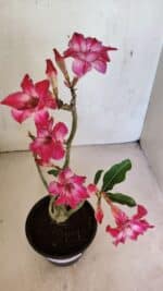 Planta Dobrada 3698 – 35cm – 03 anos - Imagem 4