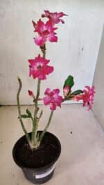 Planta Dobrada 3698 – 35cm – 03 anos - Imagem 5