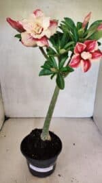 Planta Dobrada 3699 – 35cm – 03 anos - Imagem 2