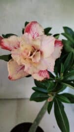 Planta Dobrada 3699 – 35cm – 03 anos - Imagem 4