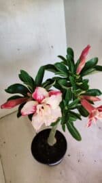 Planta Dobrada 3699 – 35cm – 03 anos - Imagem 6