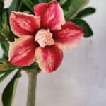 Planta Dobrada 3699 – 35cm – 03 anos