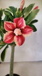 Planta Dobrada 3699 – 35cm – 03 anos