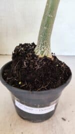 Planta Dobrada 3699 – 35cm – 03 anos - Imagem 9