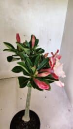 Planta Dobrada 3699 – 35cm – 03 anos - Imagem 8