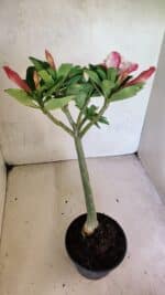 Planta Dobrada 3699 – 35cm – 03 anos - Imagem 7