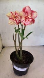 Planta Dobrada 3700 – 30cm – 02 anos - Imagem 2