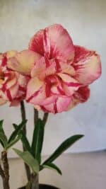 Planta Dobrada 3700 – 30cm – 02 anos - Imagem 4