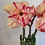 Planta Dobrada 3700 – 30cm – 02 anos