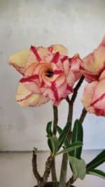 Planta Dobrada 3700 – 30cm – 02 anos