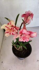 Planta Dobrada 3700 – 30cm – 02 anos - Imagem 5