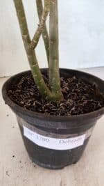 Planta Dobrada 3700 – 30cm – 02 anos - Imagem 7