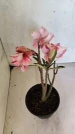 Planta Dobrada 3700 – 30cm – 02 anos - Imagem 6