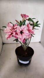 Planta Dobrada 3703 – 30cm – 03 anos - Imagem 2