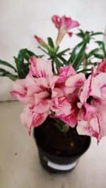 Planta Dobrada 3703 – 30cm – 03 anos