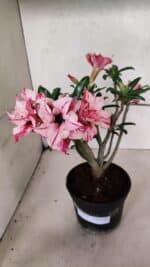 Planta Dobrada 3703 – 30cm – 03 anos - Imagem 8