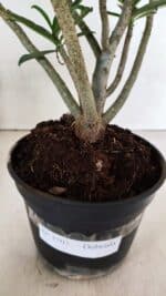 Planta Dobrada 3703 – 30cm – 03 anos - Imagem 7