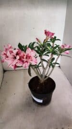 Planta Dobrada 3703 – 30cm – 03 anos - Imagem 6