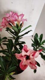 Planta Dobrada 3703 – 30cm – 03 anos - Imagem 4