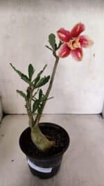 Planta Dobrada 3704 – 35cm – 03 anos - Imagem 2