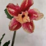 Planta Dobrada 3704 – 35cm – 03 anos