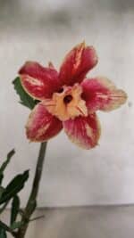 Planta Dobrada 3704 – 35cm – 03 anos