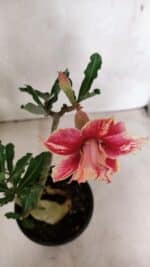 Planta Dobrada 3704 – 35cm – 03 anos - Imagem 4