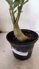 Planta Dobrada 3704 – 35cm – 03 anos - Imagem 7