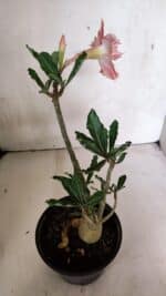 Planta Dobrada 3704 – 35cm – 03 anos - Imagem 6