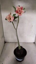 Planta Dobrada 3705 – 35cm – 03 anos - Imagem 2