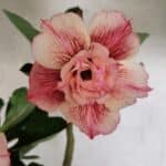 Planta Dobrada 3705 – 35cm – 03 anos