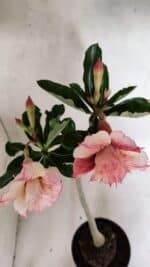 Planta Dobrada 3705 – 35cm – 03 anos - Imagem 4