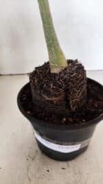 Planta Dobrada 3705 – 35cm – 03 anos - Imagem 7