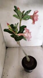 Planta Dobrada 3705 – 35cm – 03 anos - Imagem 6