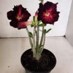 Planta Dobrada 3706 – 30cm – 02 anos