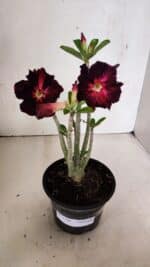 Planta Dobrada 3706 – 30cm – 02 anos