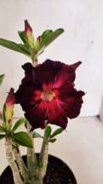 Planta Dobrada 3706 – 30cm – 02 anos - Imagem 3