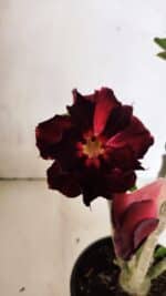 Planta Dobrada 3706 – 30cm – 02 anos - Imagem 4