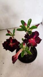 Planta Dobrada 3706 – 30cm – 02 anos - Imagem 5