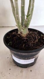 Planta Dobrada 3706 – 30cm – 02 anos - Imagem 7