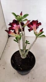 Planta Dobrada 3706 – 30cm – 02 anos - Imagem 6