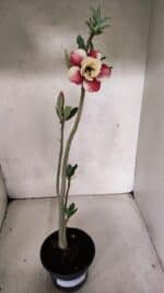 Planta Dobrada 3707 – 35cm – 03 anos - Imagem 2