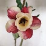 Planta Dobrada 3707 – 35cm – 03 anos